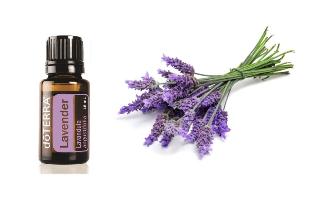 Lavender – Das ätherische Lavendelöl