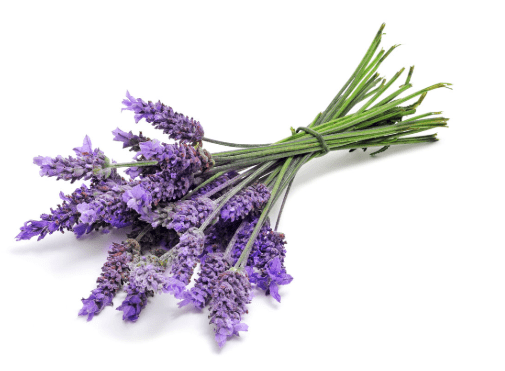 Lavendelblüten für ätherisches Lavendelöl